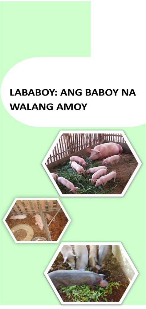 paggawa ng lababo|LABABOY: ANG BABOY NA WALANG AMOY .
